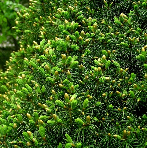 Picea glauca 'Conica' (Świerk biały 'Conica')