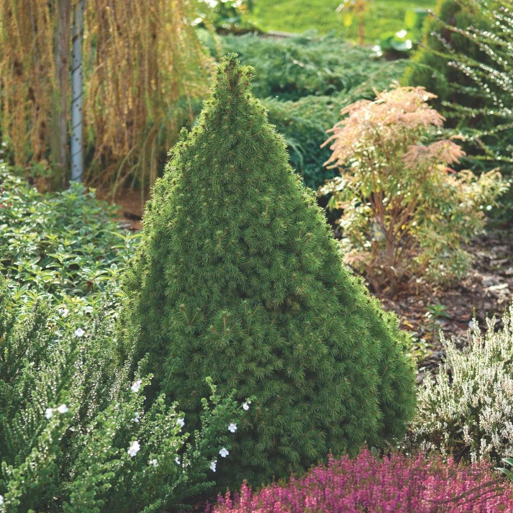 Picea glauca 'Conica' (Świerk biały 'Conica')