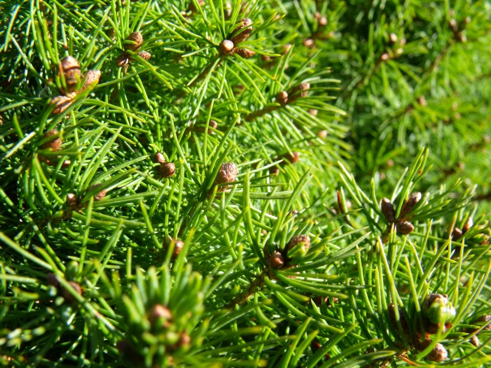 Picea glauca 'Conica' (Świerk biały 'Conica')