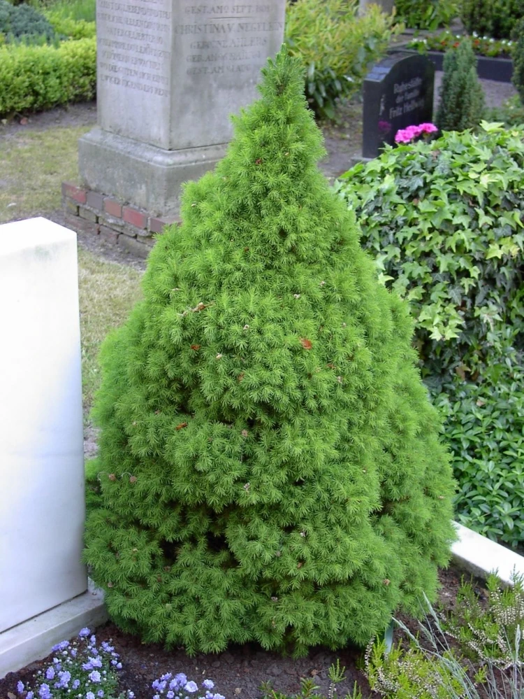Picea glauca 'Conica' (Świerk biały 'Conica')