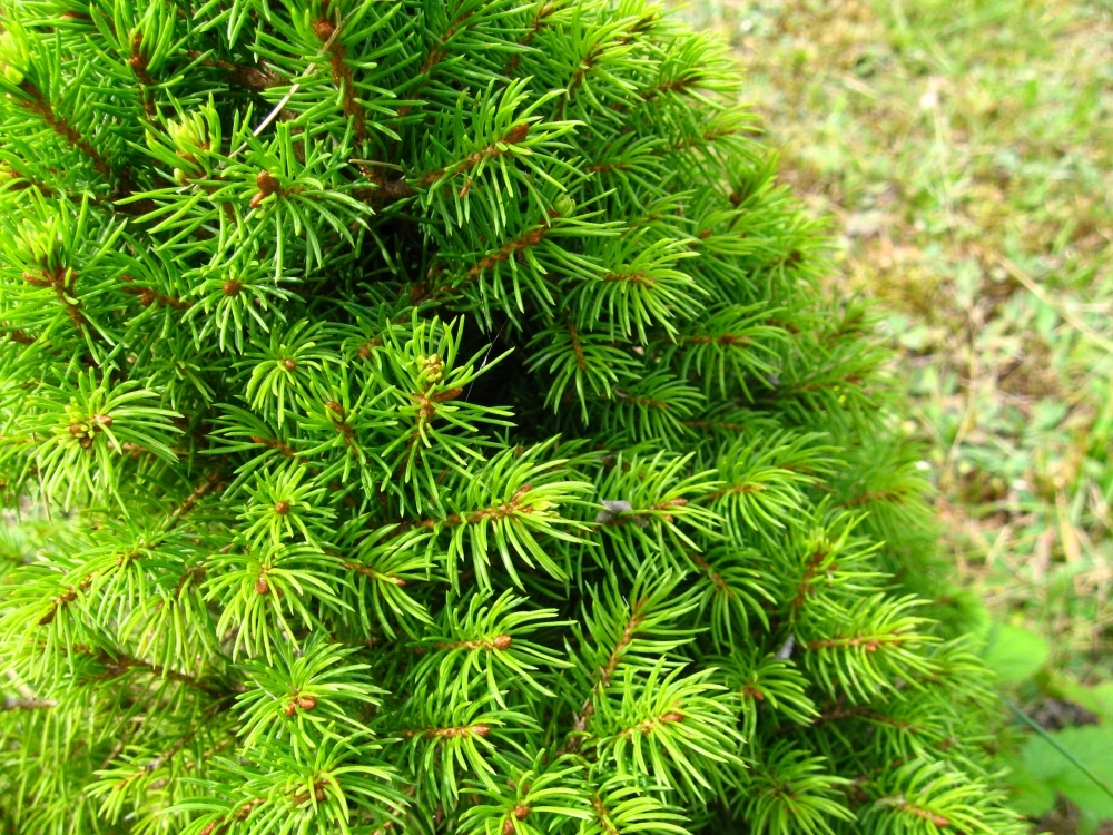 Picea glauca 'Conica' (Świerk biały 'Conica')