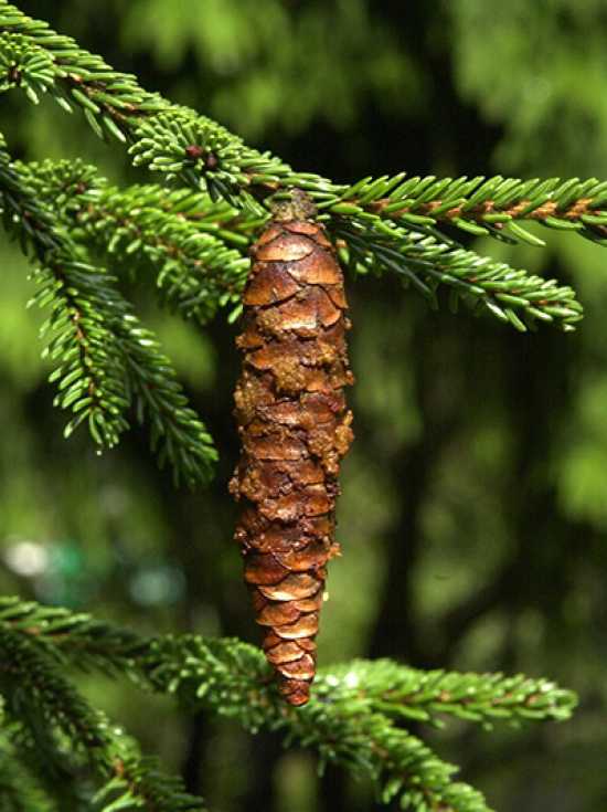 Picea orientalis 'Gracilis' (Świerk kaukaski 'Gracilis')