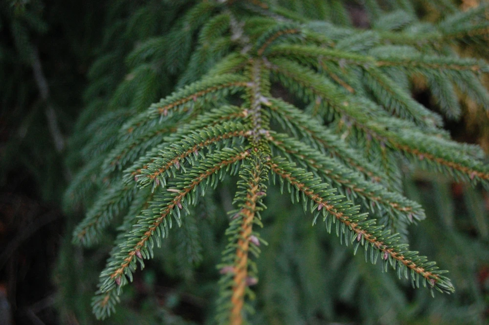 Picea orientalis 'Gracilis' (Świerk kaukaski 'Gracilis')