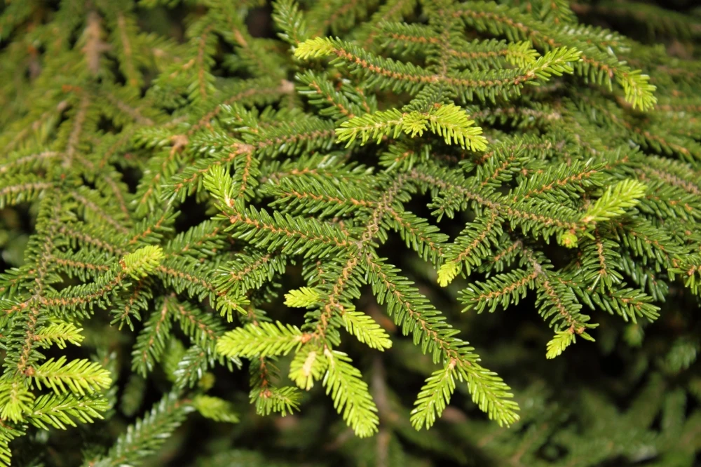 Picea orientalis 'Gracilis' (Świerk kaukaski 'Gracilis')