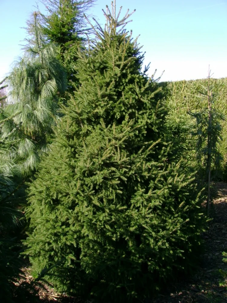 Picea orientalis 'Gracilis' (Świerk kaukaski 'Gracilis')