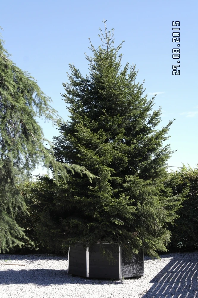 Picea orientalis 'Gracilis' (Świerk kaukaski 'Gracilis')