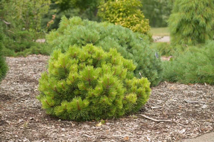 Pinus nigra 'Hornibrookiana' (Sosna Czarna 'Hornibrookiana')