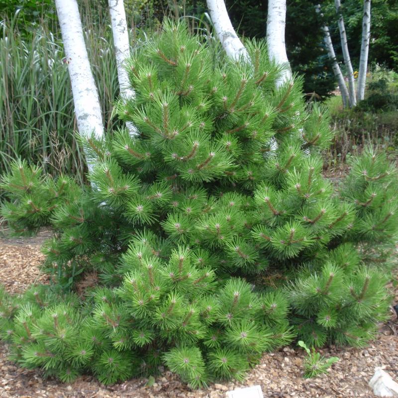 Pinus nigra 'Hornibrookiana' (Sosna Czarna 'Hornibrookiana')
