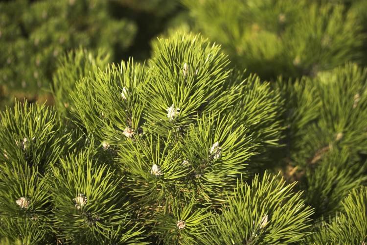 Pinus nigra 'Hornibrookiana' (Sosna Czarna 'Hornibrookiana')