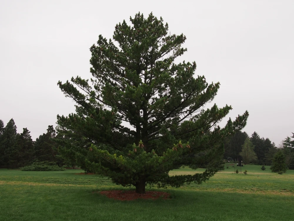Pinus peuce (Sosna Rumelijska)