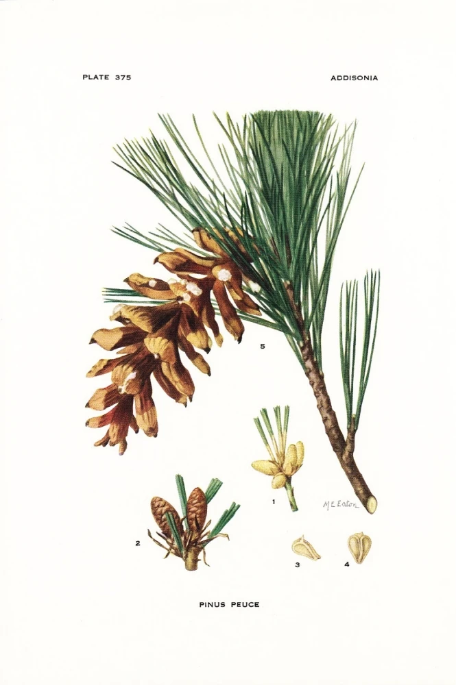 Pinus peuce (Sosna Rumelijska)