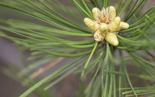 Pinus peuce (Sosna Rumelijska)