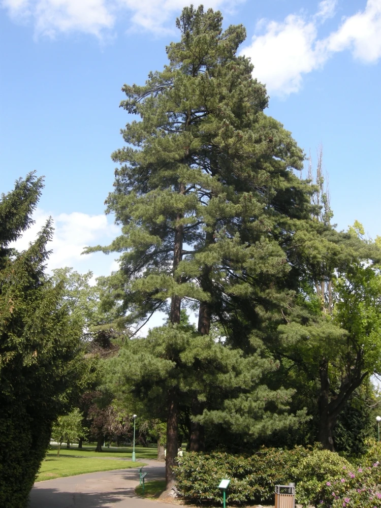 Pinus peuce (Sosna Rumelijska)