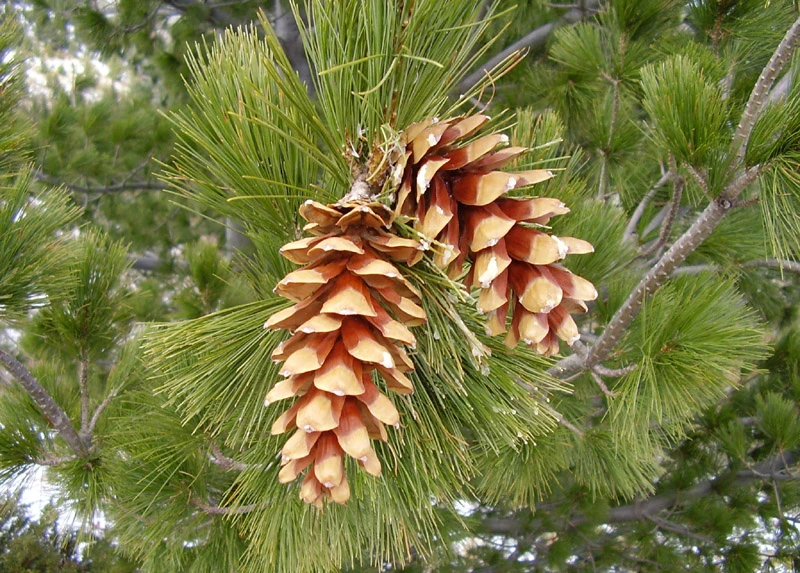 Pinus peuce (Sosna Rumelijska)