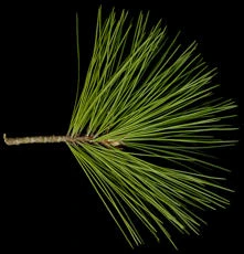 Pinus peuce (Sosna Rumelijska)