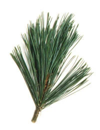 Pinus peuce (Sosna Rumelijska)