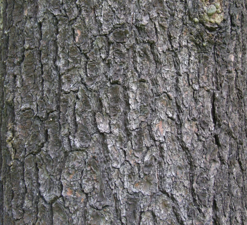 Pinus peuce (Sosna Rumelijska)
