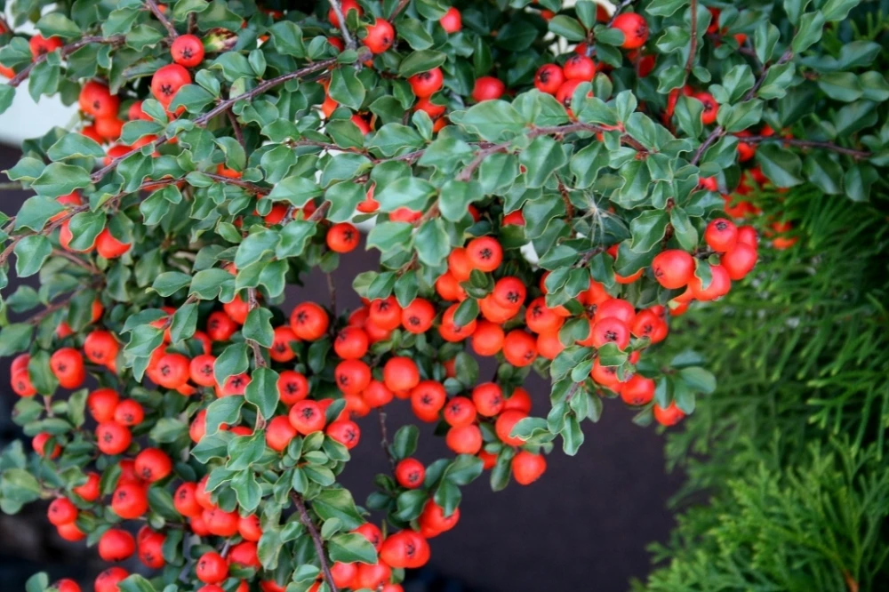 Cotoneaster ×suecicus 'Coral Beauty' (Irga szwedzka 'Coral Beauty')