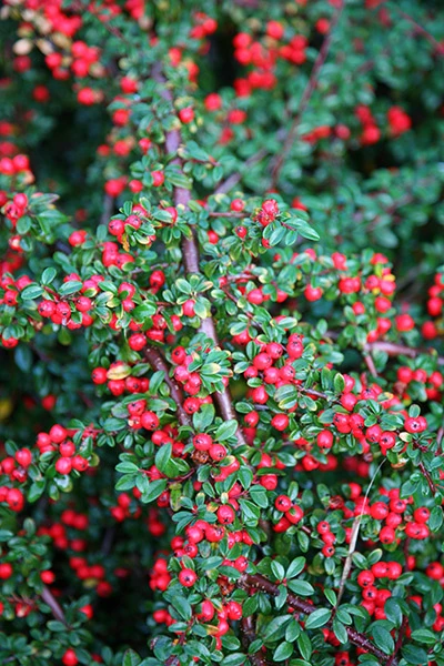 Cotoneaster ×suecicus 'Coral Beauty' (Irga szwedzka 'Coral Beauty')