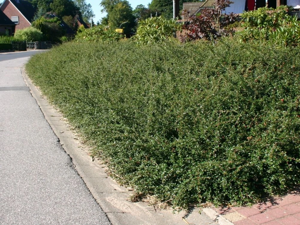 Cotoneaster ×suecicus 'Coral Beauty' (Irga szwedzka 'Coral Beauty')