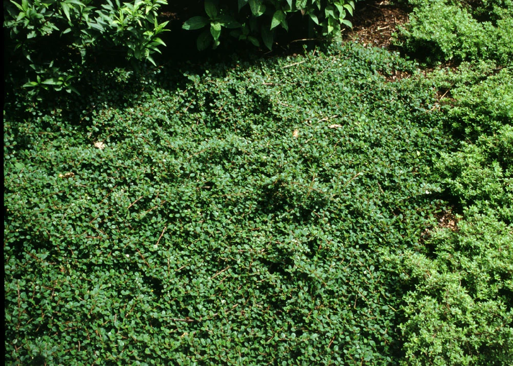 Cotoneaster ×suecicus 'Coral Beauty' (Irga szwedzka 'Coral Beauty')
