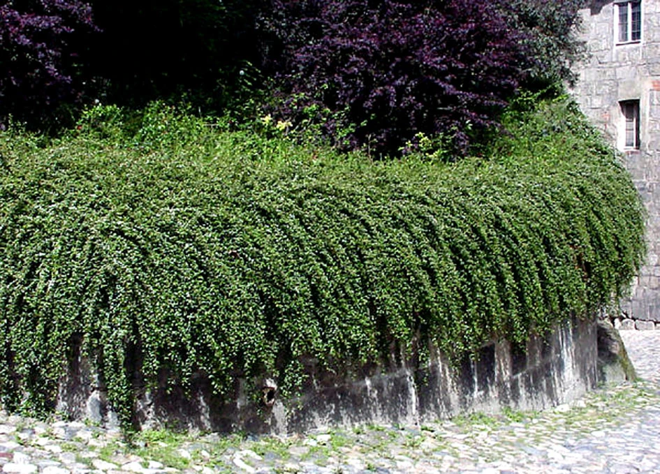 Cotoneaster ×suecicus 'Coral Beauty' (Irga szwedzka 'Coral Beauty')