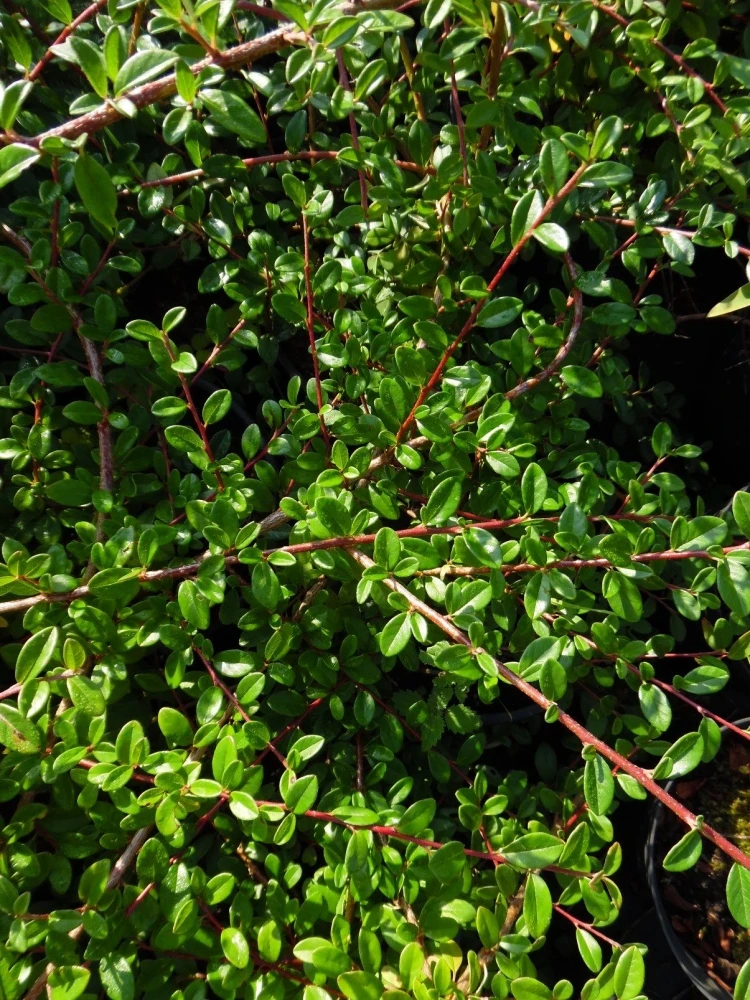 Cotoneaster ×suecicus 'Coral Beauty' (Irga szwedzka 'Coral Beauty')