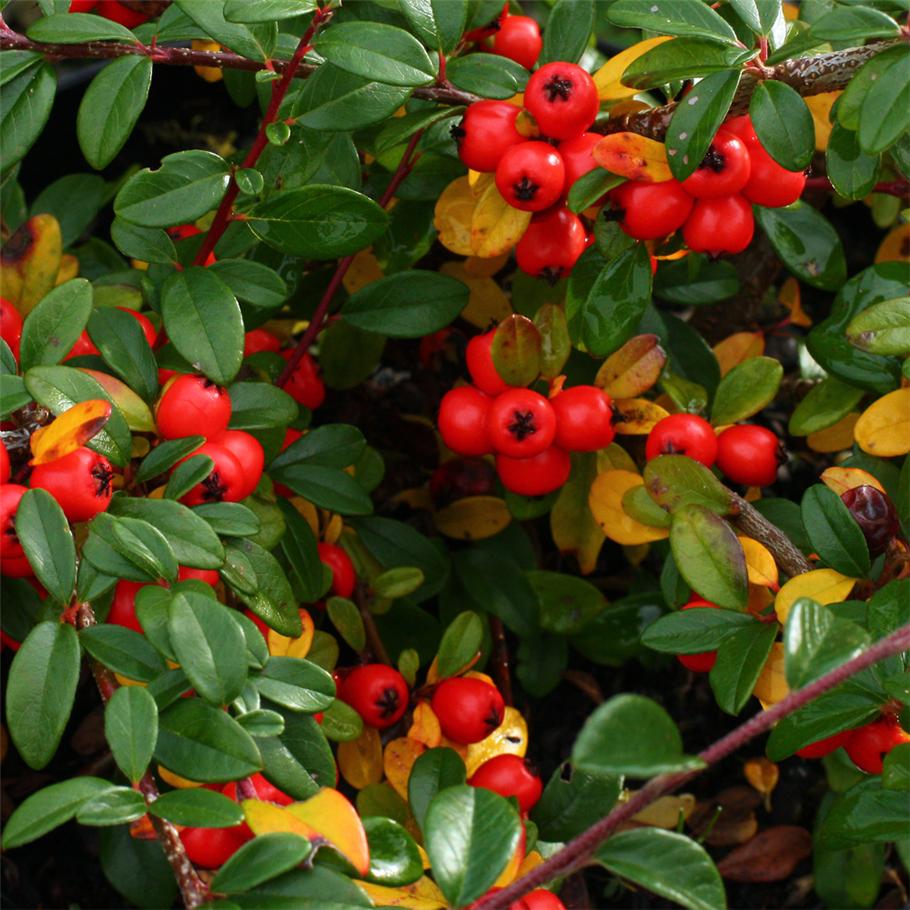 Cotoneaster ×suecicus 'Coral Beauty' (Irga szwedzka 'Coral Beauty')