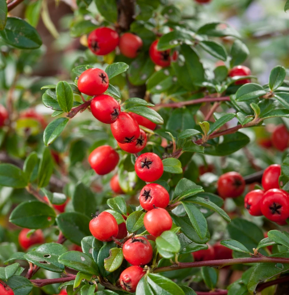 Cotoneaster ×suecicus 'Coral Beauty' (Irga szwedzka 'Coral Beauty')