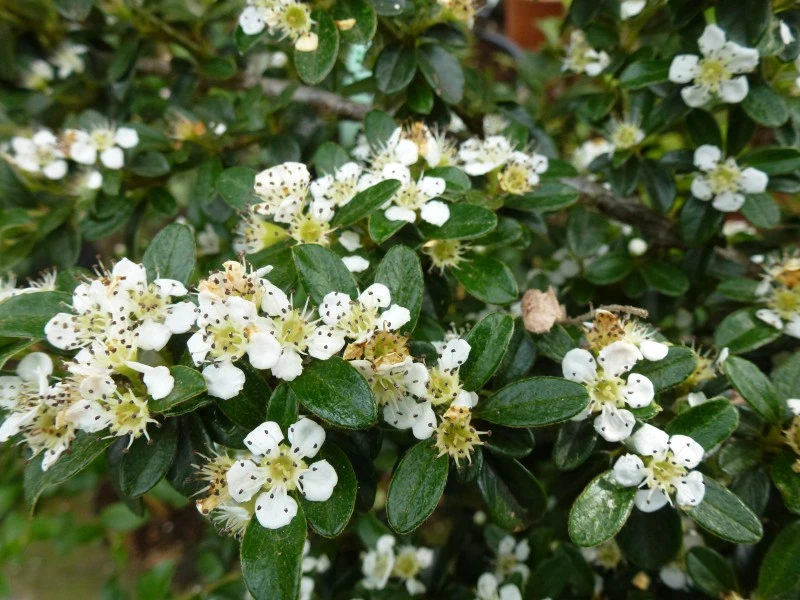 Cotoneaster ×suecicus 'Coral Beauty' (Irga szwedzka 'Coral Beauty')