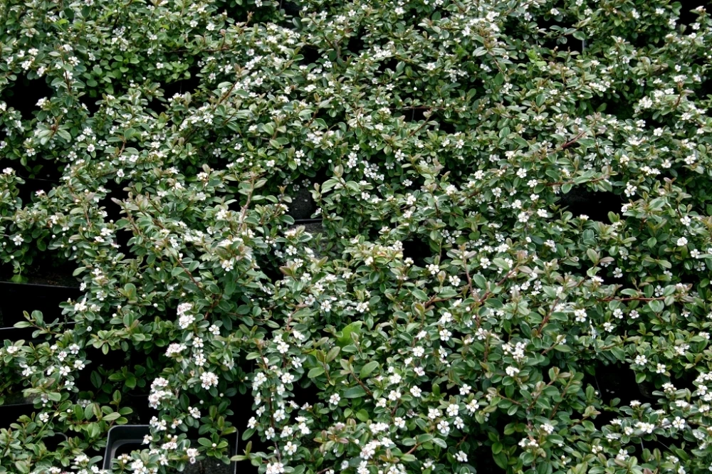 Cotoneaster ×suecicus 'Coral Beauty' (Irga szwedzka 'Coral Beauty')