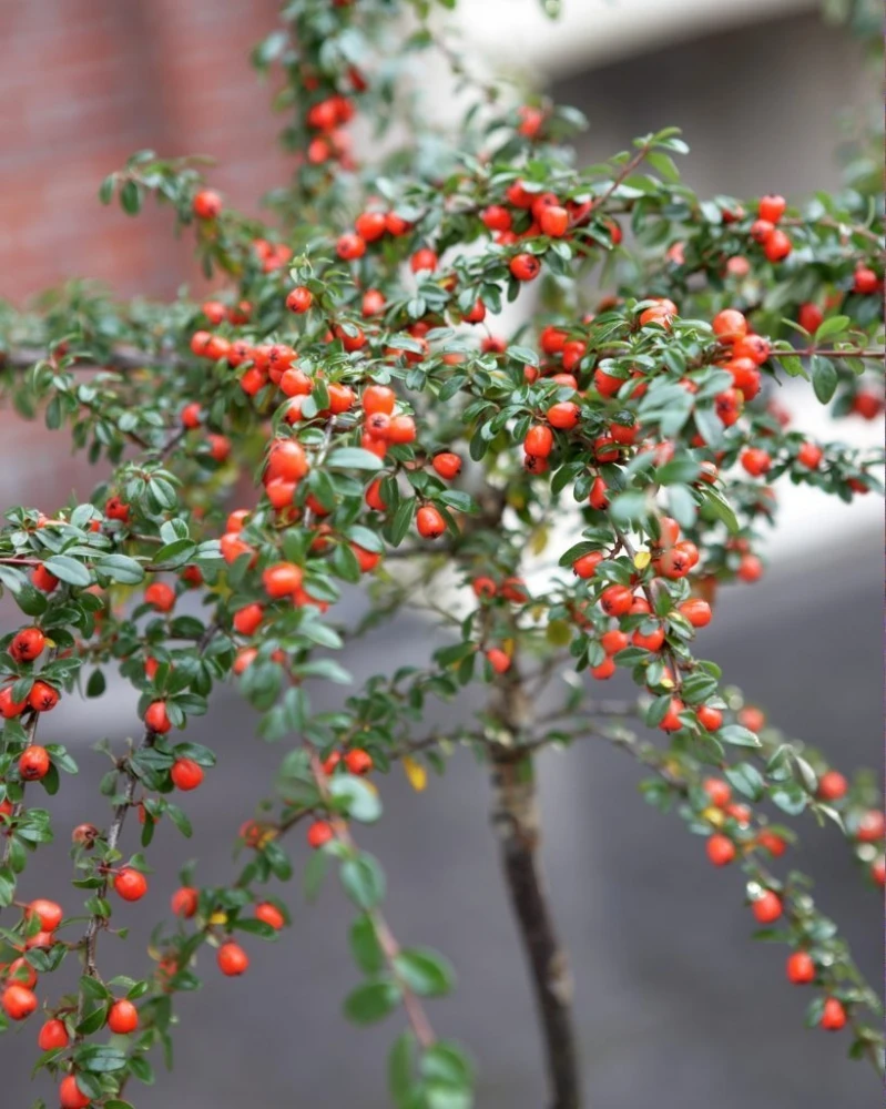 Cotoneaster ×suecicus 'Coral Beauty' (Irga szwedzka 'Coral Beauty')