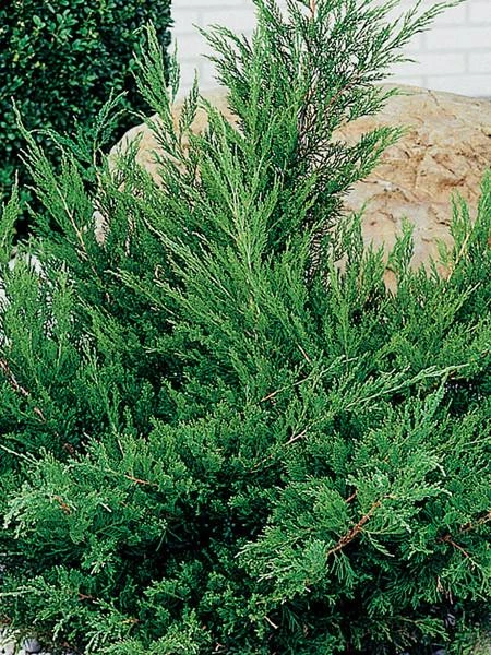 Juniperus ×pfitzeriana 'Mint Julep' (Jałowiec pośredni 'Mint Julep')
