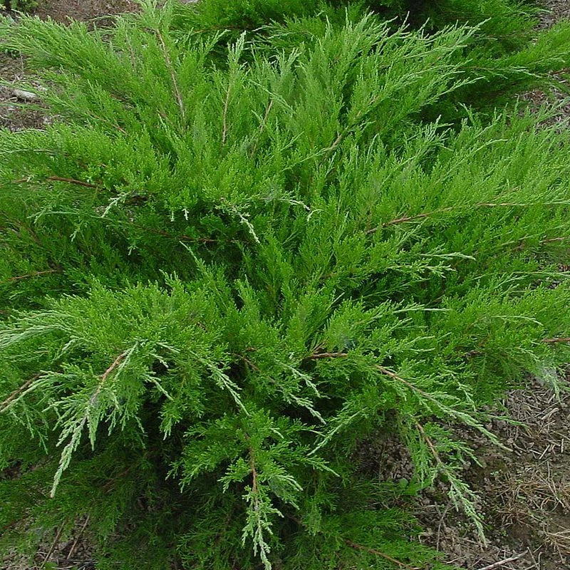 Juniperus ×pfitzeriana 'Mint Julep' (Jałowiec pośredni 'Mint Julep')
