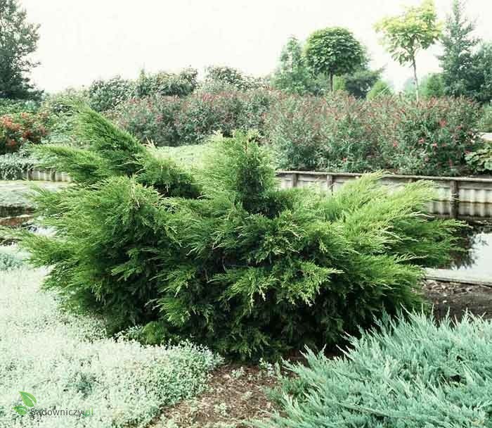 Juniperus ×pfitzeriana 'Mint Julep' (Jałowiec pośredni 'Mint Julep')
