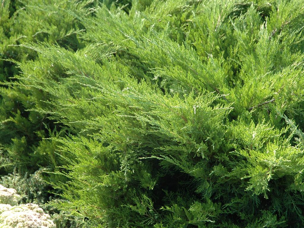 Juniperus ×pfitzeriana 'Mint Julep' (Jałowiec pośredni 'Mint Julep')