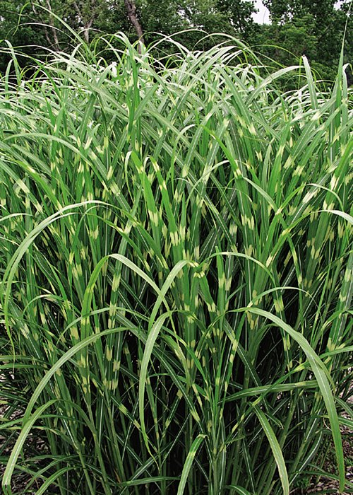 Miscanthus sinensis 'Zebrinus' (Miskant chiński 'Zebrinus')