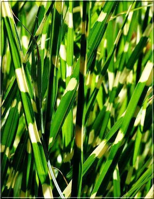 Miscanthus sinensis 'Zebrinus' (Miskant chiński 'Zebrinus')