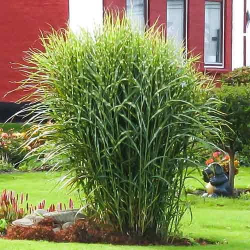 Miscanthus sinensis 'Zebrinus' (Miskant chiński 'Zebrinus')