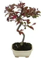 Surmia bignoniowa 'Nana'