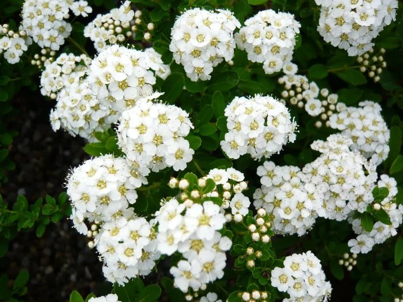 Spiraea japonica 'Little Princess' (Tawuła japońska 'Little Princess')