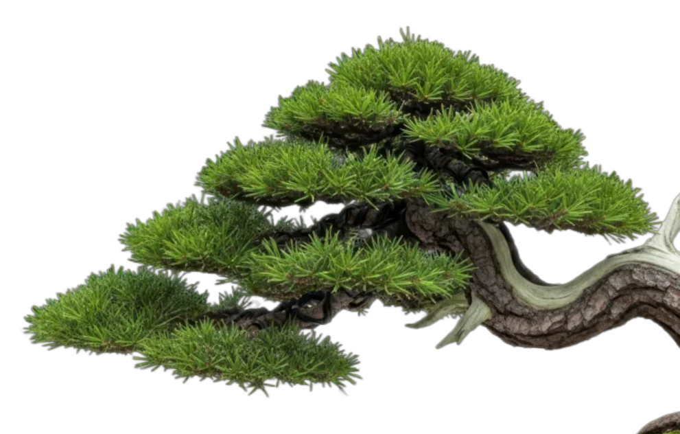 Nasza specjalność: Bonsai / Niwaki i drzewa formowane