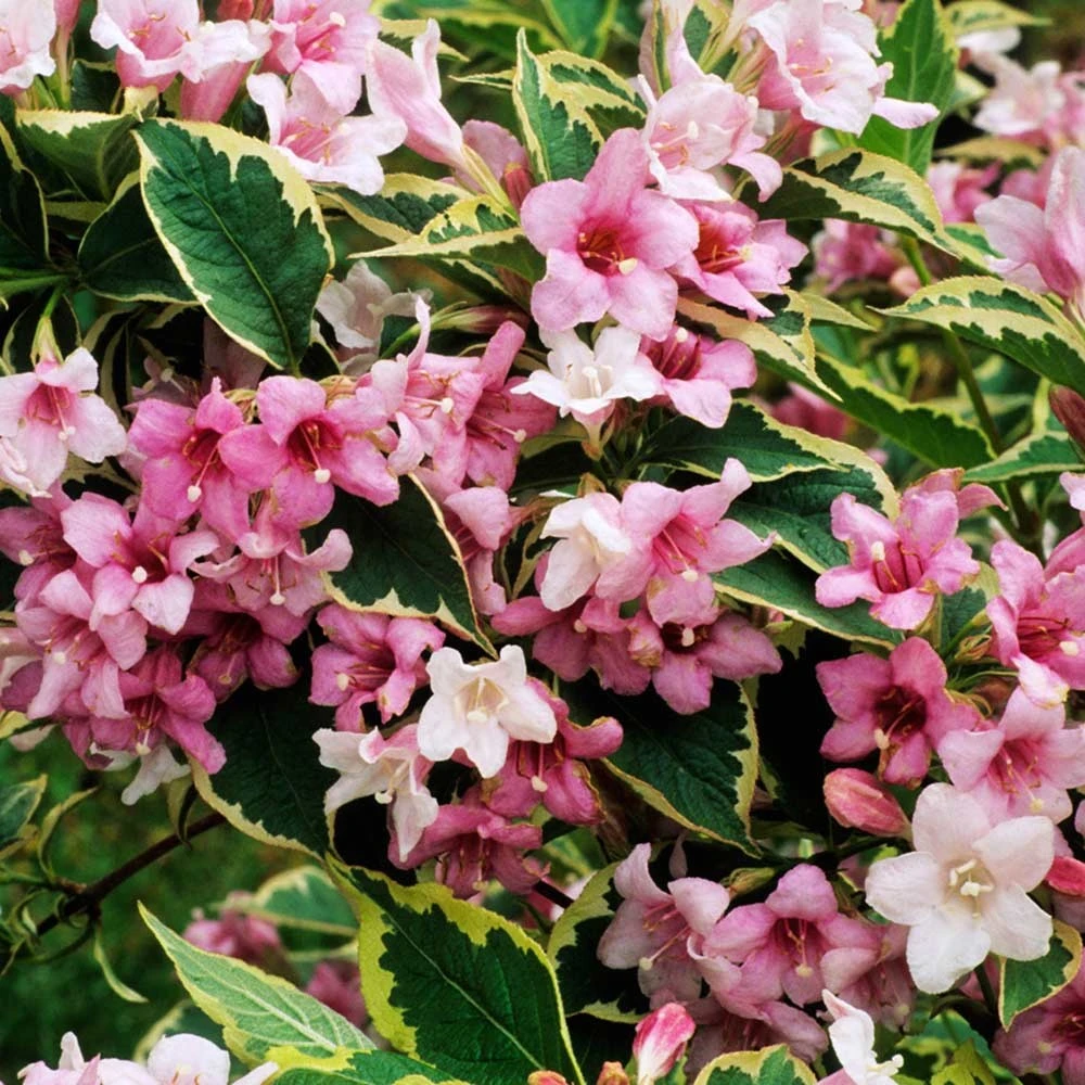 Weigela 'Nana Variegata' (Krzewuszka 'Nana Variegata')