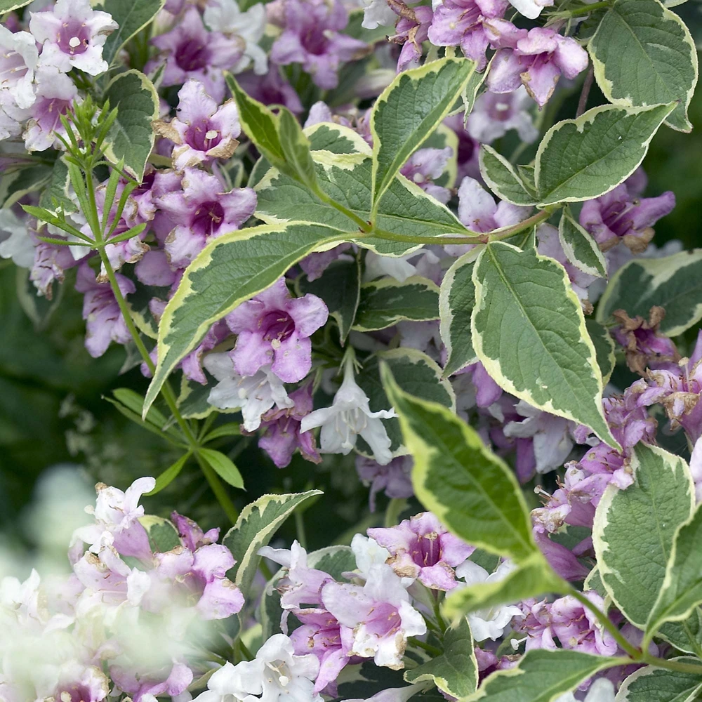Weigela 'Nana Variegata' (Krzewuszka 'Nana Variegata')