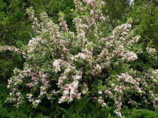 Weigela 'Nana Variegata' (Krzewuszka 'Nana Variegata')