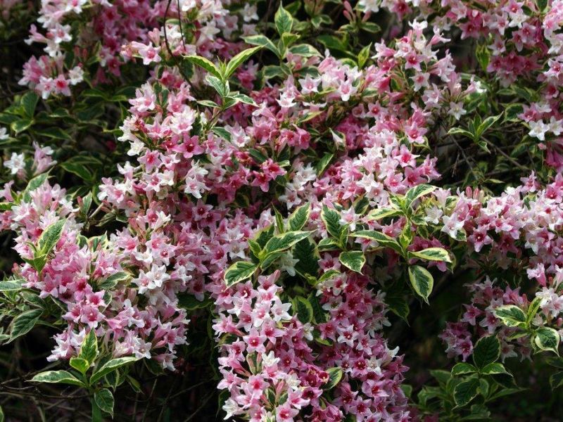 Weigela 'Nana Variegata' (Krzewuszka 'Nana Variegata')
