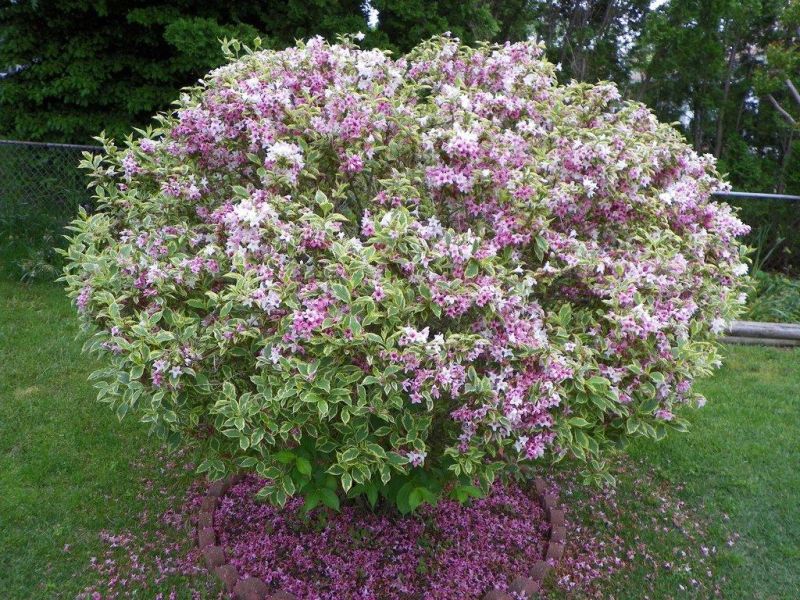 Weigela 'Nana Variegata' (Krzewuszka 'Nana Variegata')