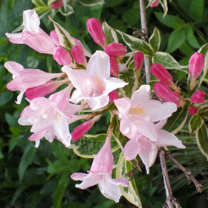 Weigela 'Splendid' (Krzewuszka 'Splendid')