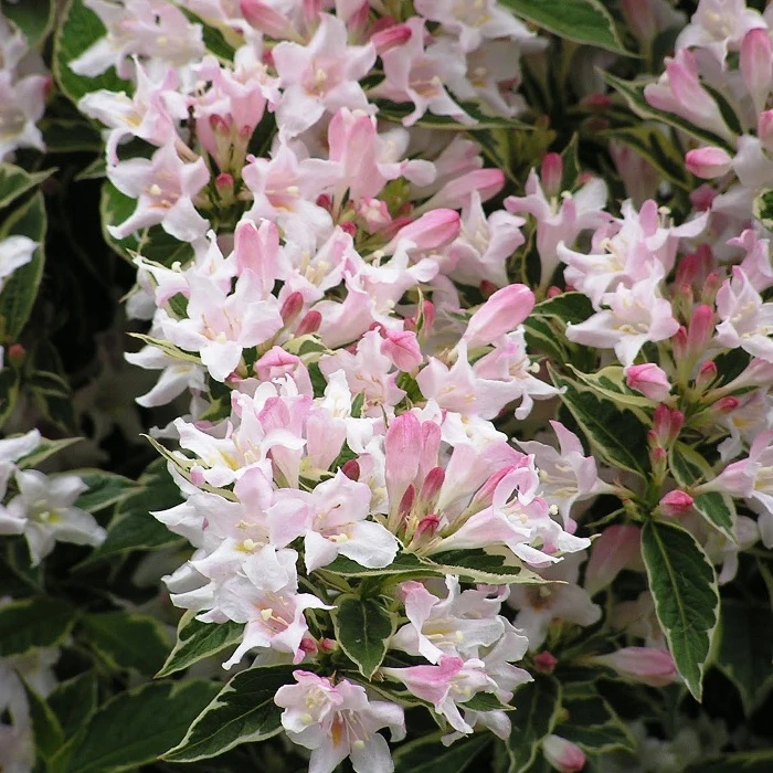 Weigela 'Splendid' (Krzewuszka 'Splendid')