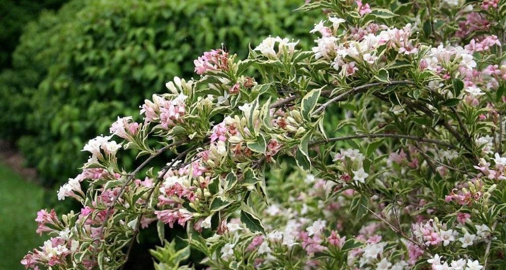 Weigela 'Splendid' (Krzewuszka 'Splendid')